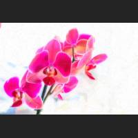 420A4077_Orchideen.jpg